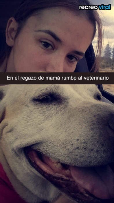 perro labrador sonriendo y mujer