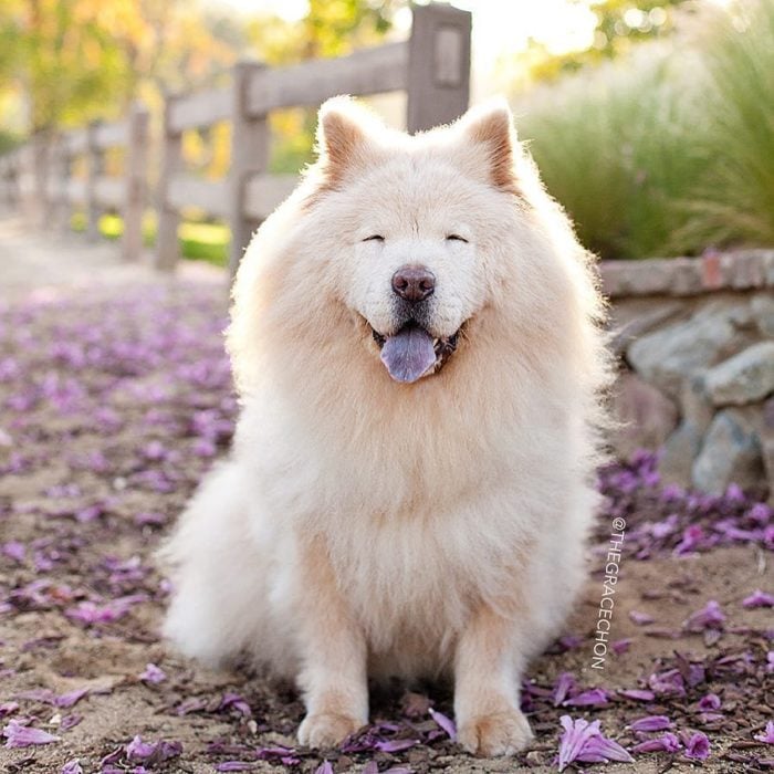 perrito peludo sonriendo