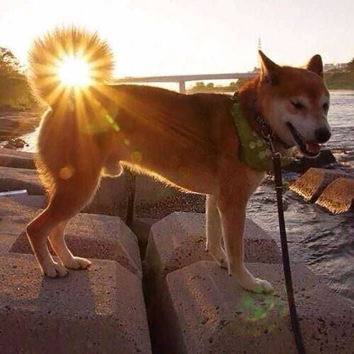 perrito con la cola echa rollo se ve el sol a través de ella