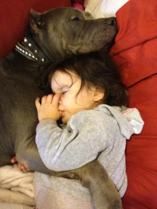 pitbull dormido con niña