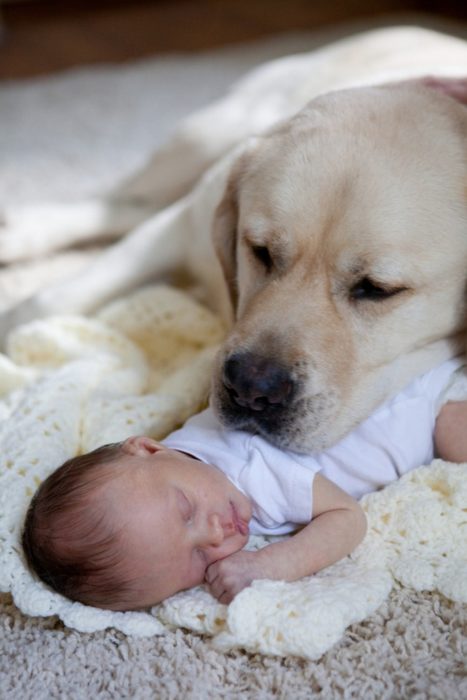 perro blanco velando el sueño de un bebé