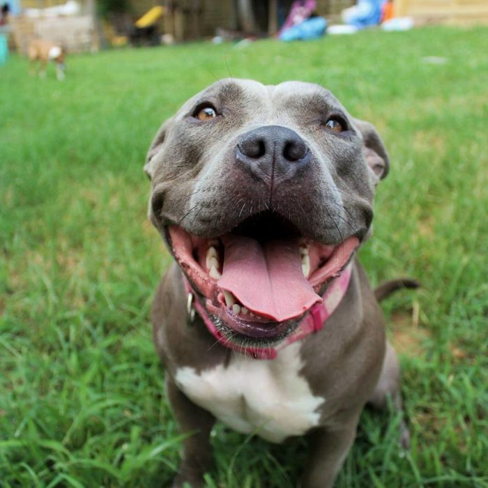 pitbull sonriendo