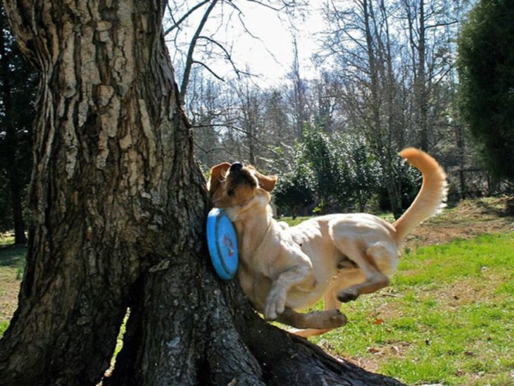 perro se estrella con un árbol