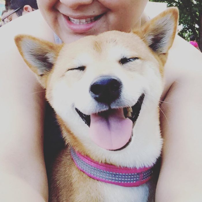 perrito como hashiko sonriendo