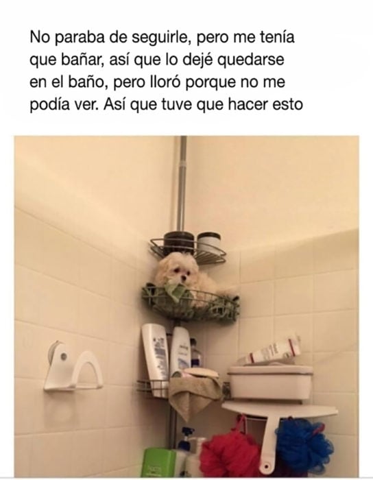 perrito en el baño