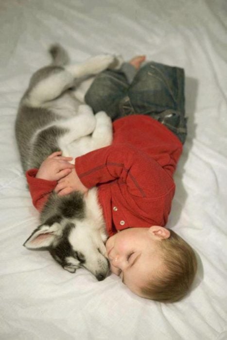 cachorro husky y no durmiendo juntos