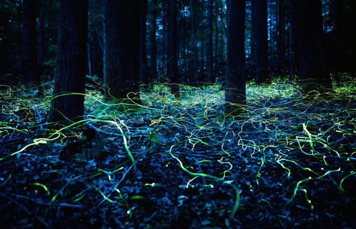luciérnagas en un bosque