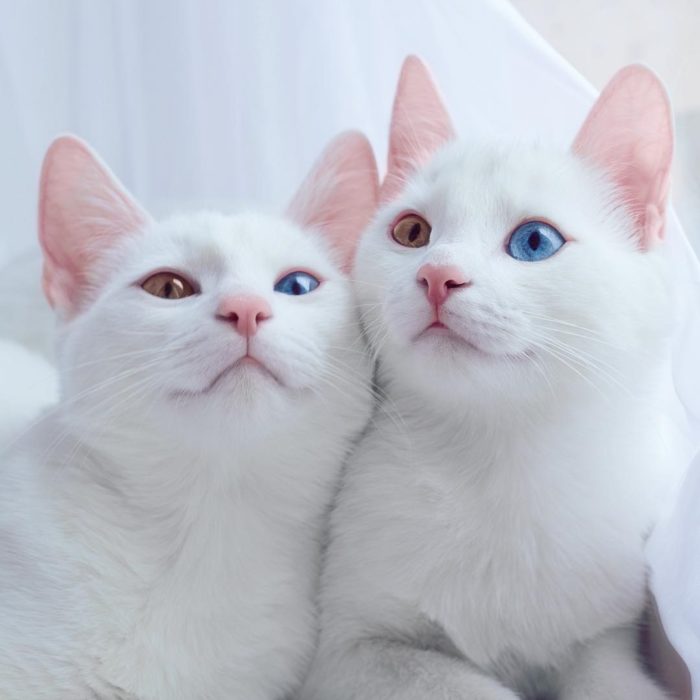 gatos blancos con heterocromía 