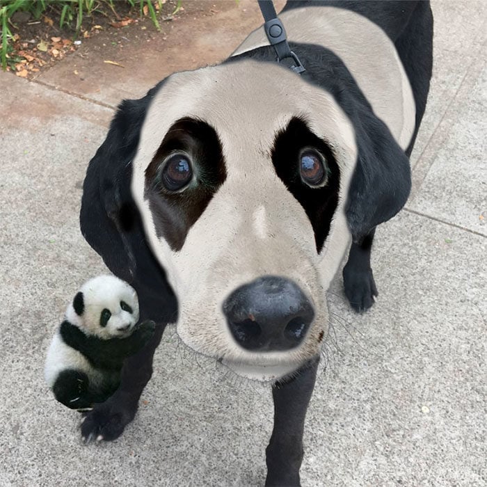 perrito photoshopeado como un panda