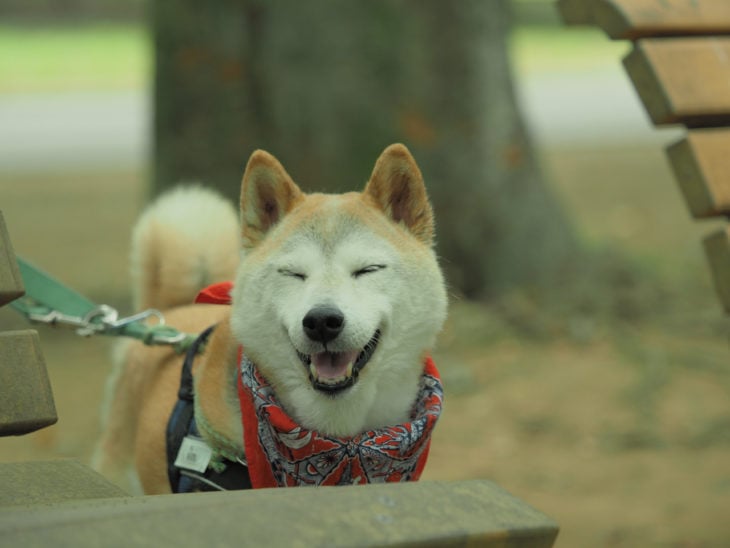 perro con paliacate sonriendo