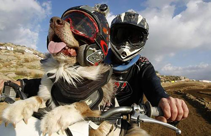 perro motociclista