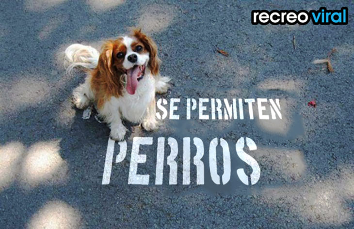 perro sobre no se permiten perros