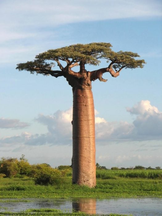 árbol impresionante