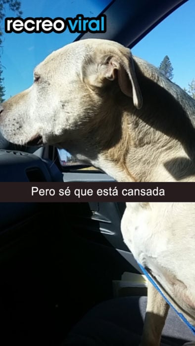 labrador en un coche