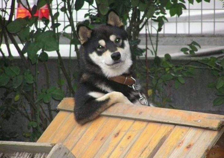 husky negro en su casa