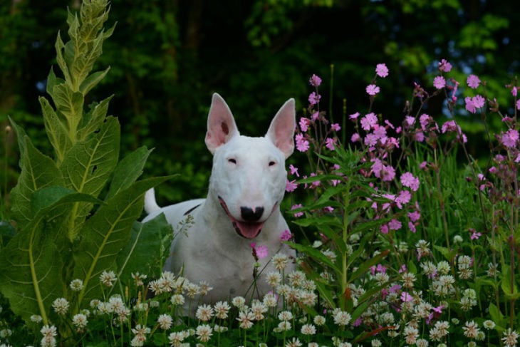 perrita con plantas