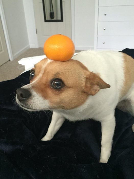 perro con toronja en la cabeza