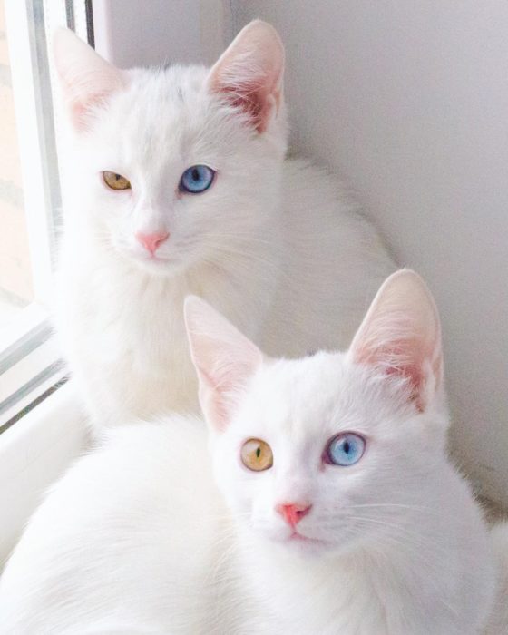 gatos blancos con ojos de diferentes colores