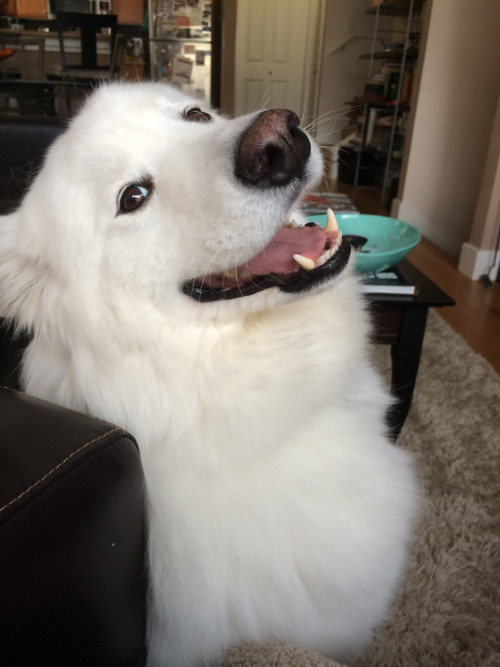 perro blanco sonriendo de lado