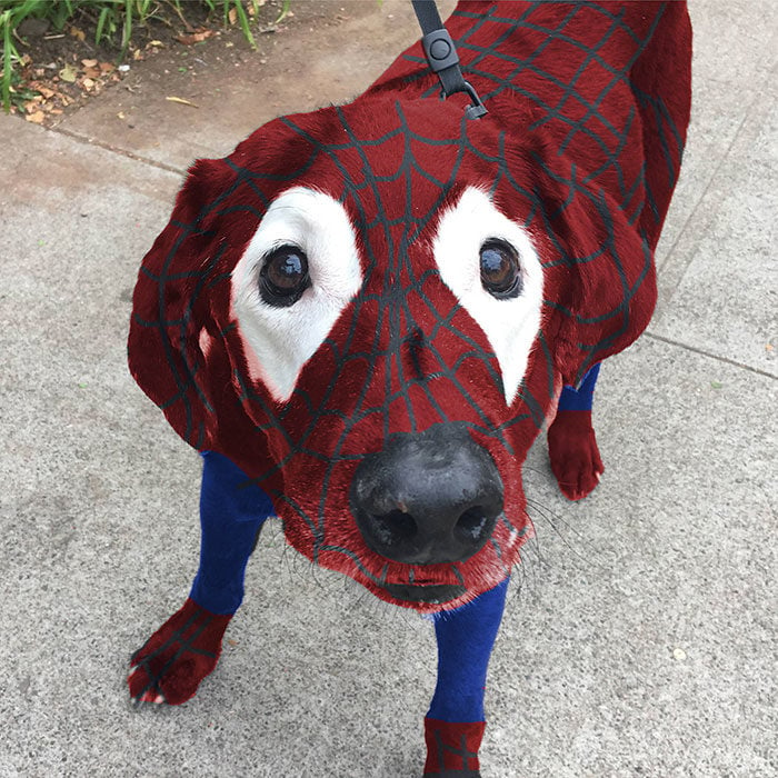 spiderdog