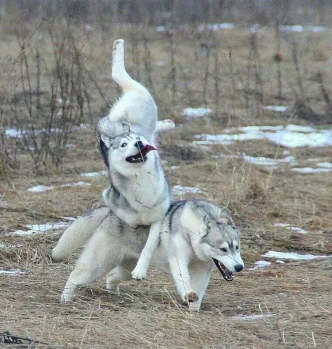 husky corriendo