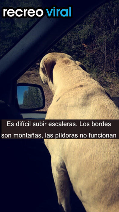 perra labrador en coche