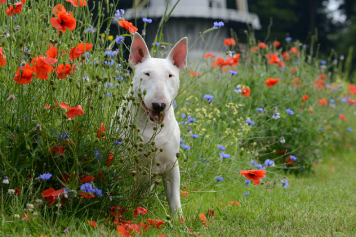 bull terrier entre flores