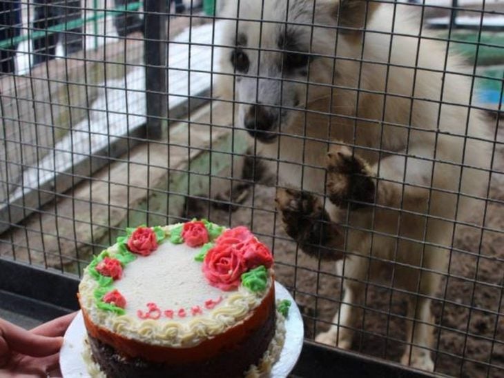 zorro viendo un pastel