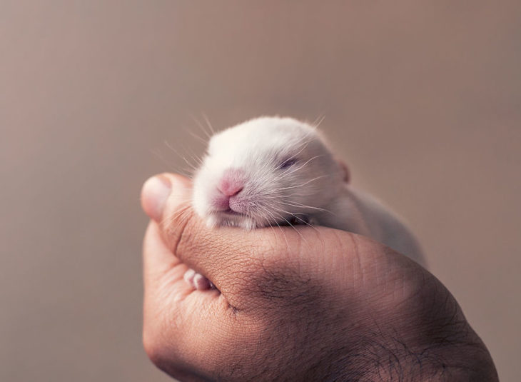 conejo pequeño en una mano