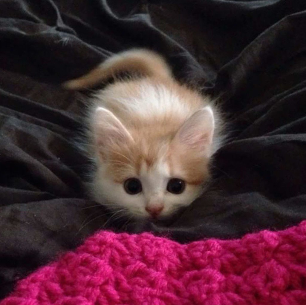 cat mas cat mas