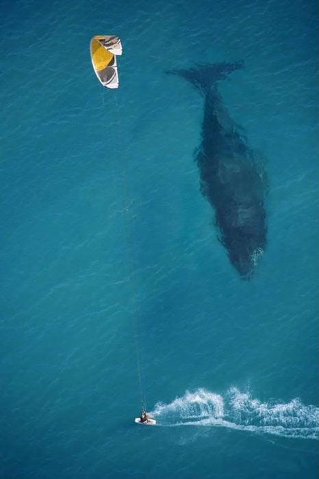 ballena bajo un bote