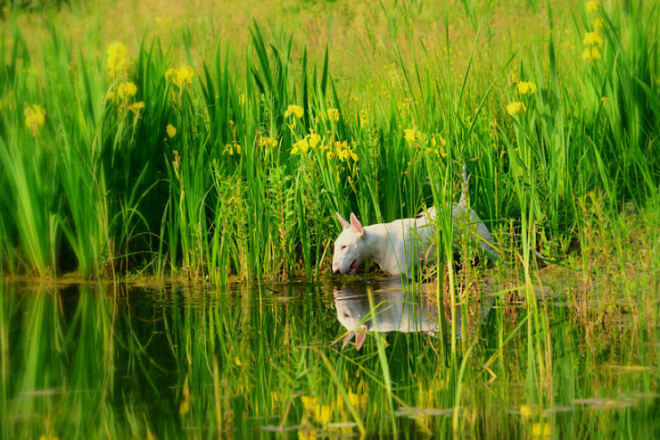 perrita en campo verde