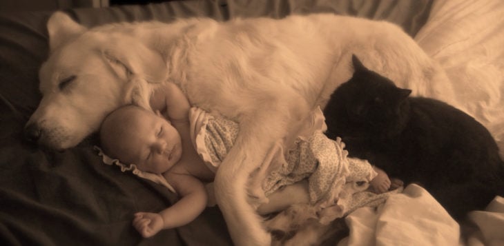 cachorro blanco abrazando a un bebé