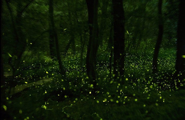 bosque oscuro con luciérnagas