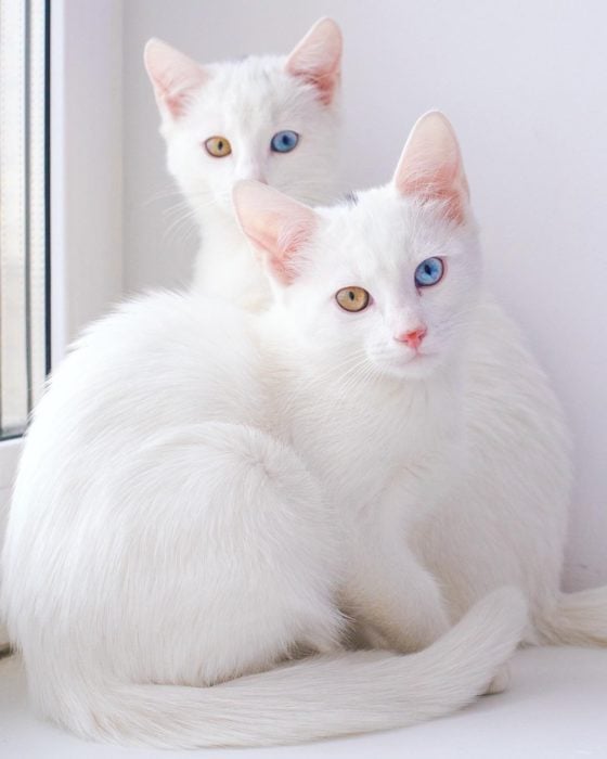 gatas blancas