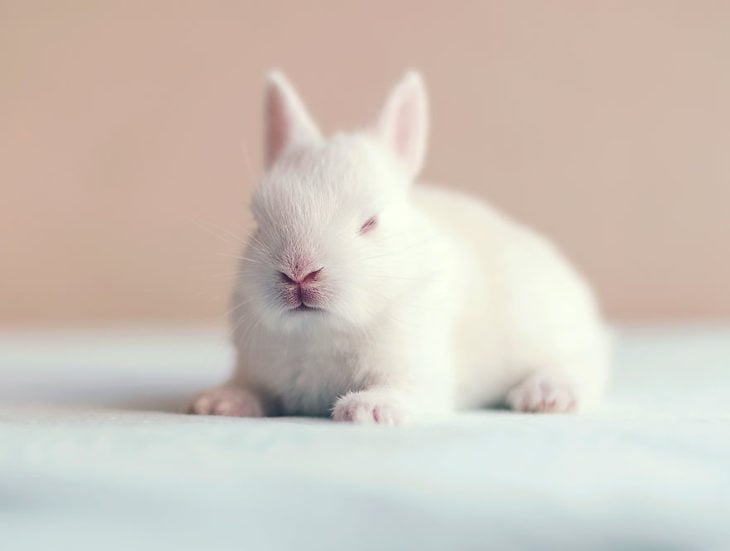 conejo recién nacido