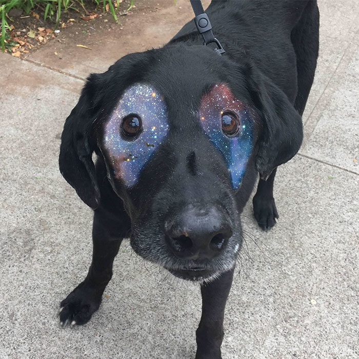 perrito con universo en sus ojos