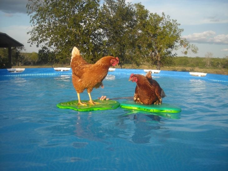 gallinas en la alberca