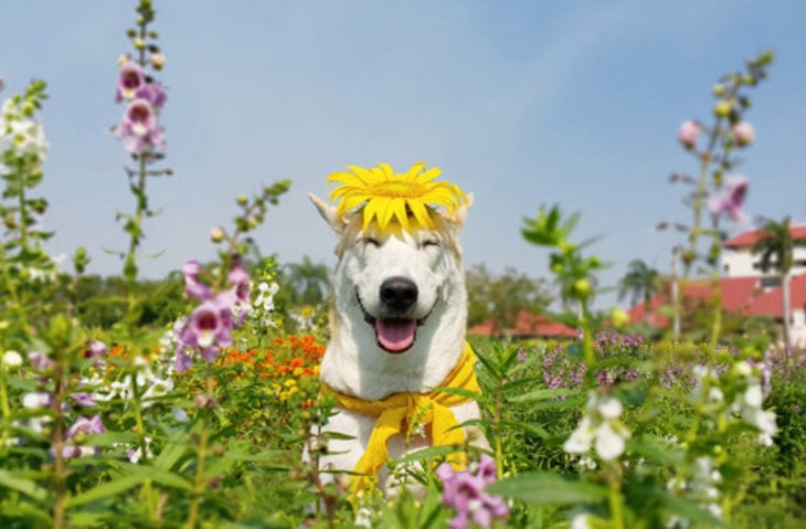 perro con una flor en la cabeza