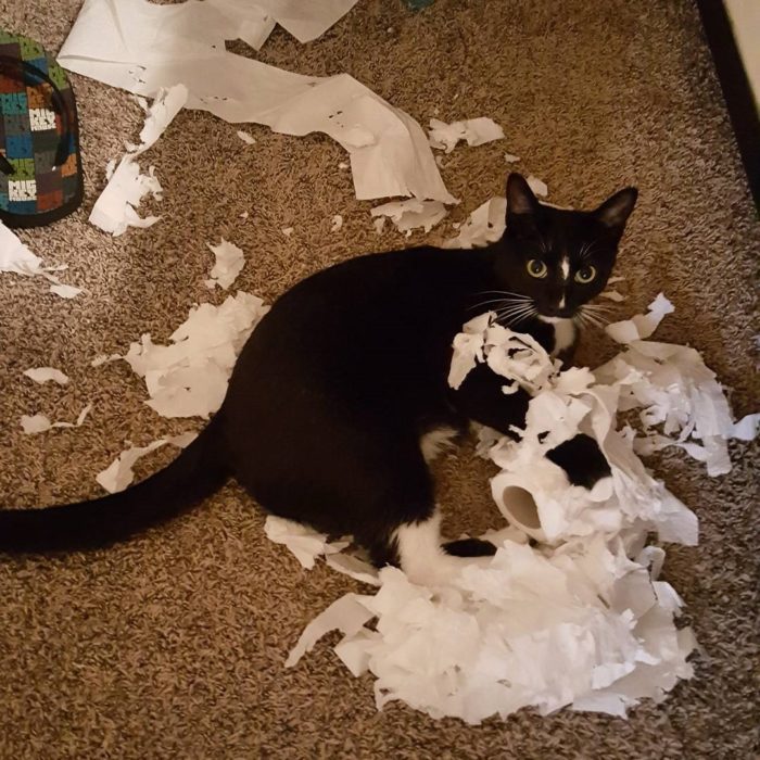 gato con papel de baño destruido