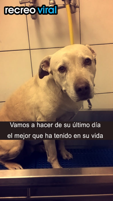 labrador blanco en un baño