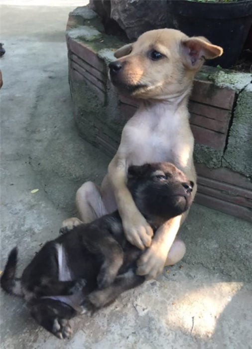 peero café abrazando a perro negro