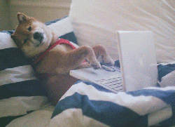 perro haciendo tarea