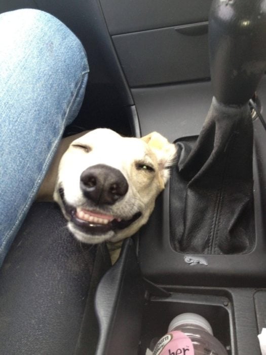 perro sonriendo entre las piernas de un hombre