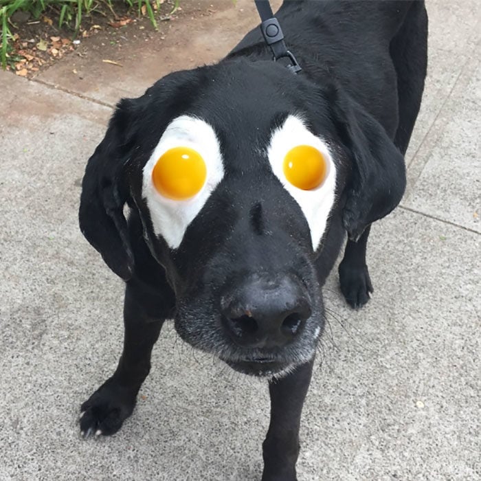 huevos estrellados en los ojos del perrito