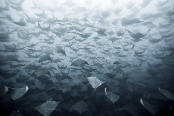 muchas mantarrayas