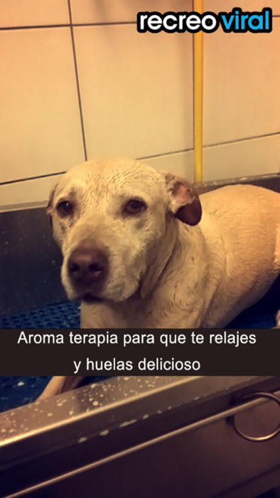 perrita labrador en el baño