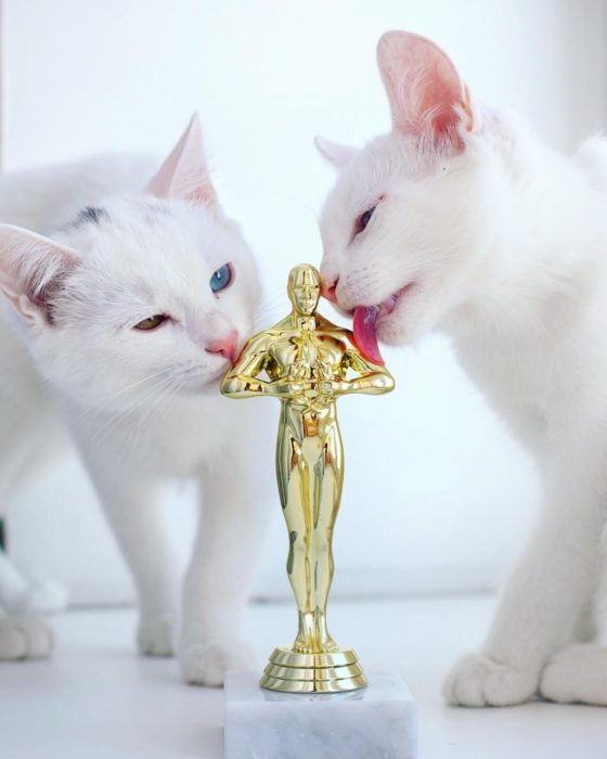 gatos blancos lamiendo un oscar