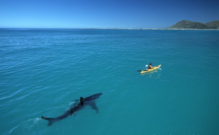 tiburón tras un bote