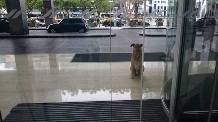 perrito fuera de una puerta de vidrio